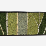 Пано от мъх "Birch and moss"