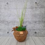 Декорация от мъх "Coconut dream "